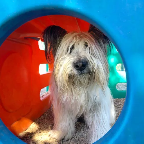 Dog in Playset